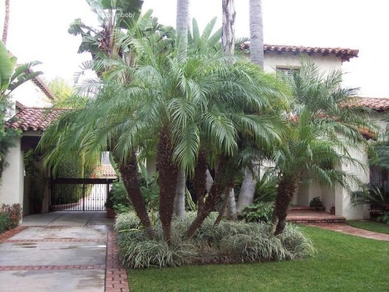 Pygmy date palm - large 2